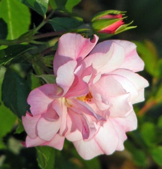 Appleblossom Flower Carpet